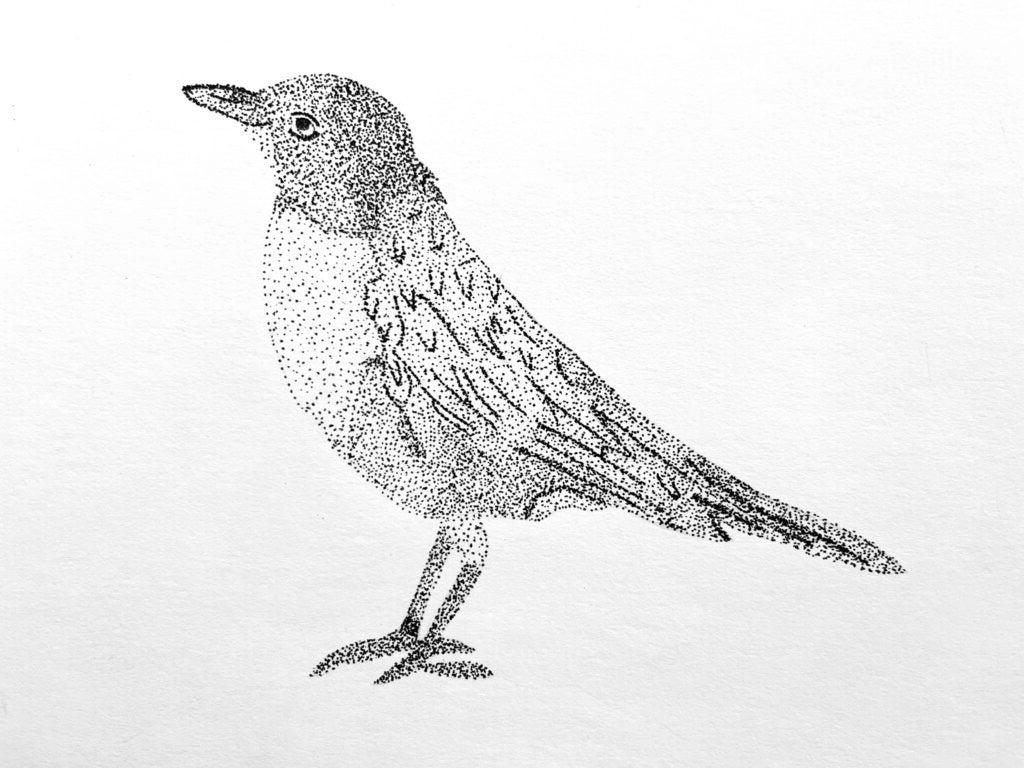 Amanda Huang, 10th Grade, "Scientific Illustrations: Robin"