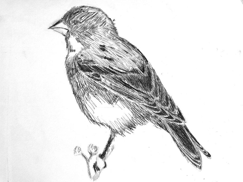 Faiza Omar, 11th Grade, "Scientific Illustration: Goldfinch"